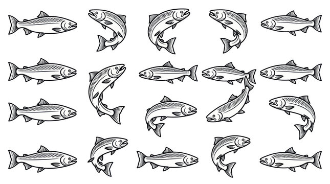 Jumping salmon and trout fish in woodcut line art style