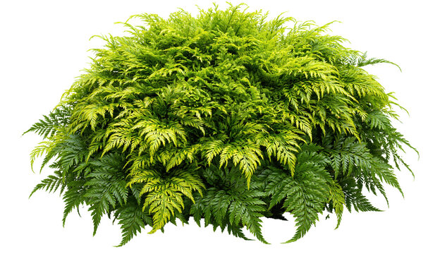Green fern plant isolated on transparent background