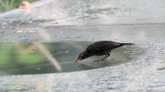 Close-up of a dark wild bird drinking water from a small puddle on a textured glass surface, urban wildlife behavior and survival.