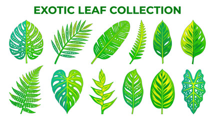 Tropical exotic leaf collection with monstera palm and fern foliage © Kembang