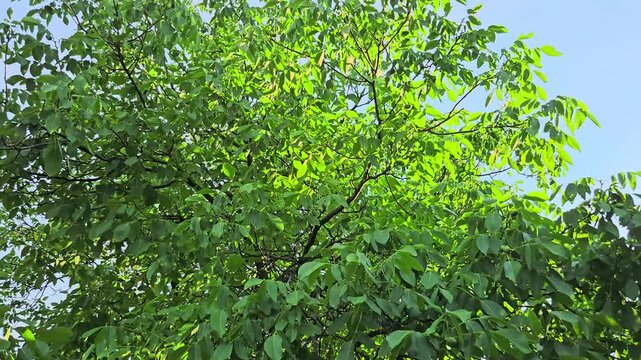 nut tree during summer