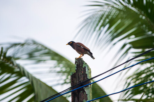 Bird on the wire in the park, Thailand. Selective focus.