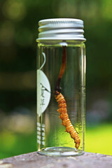 Naklejka premium Dried cordyceps caterpillar fungus in glass vial outdoors