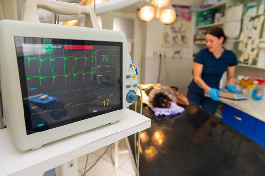 Female veterinarian operating little dog in the animal hospital