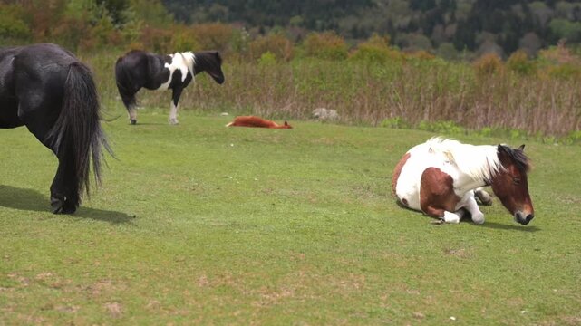 Small ponies are seen in a lush green meadow, with a black pony standing, a brown and white pony sitting, and a black and white pony walking in the background, showcasing their natural behavior