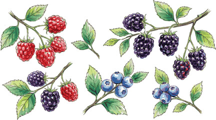 Created on hand drawn colorful sketch set of berries branches Illustration on white background © MdMasud