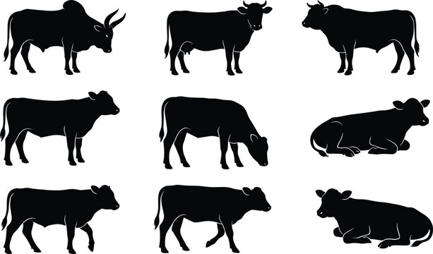 Cow and Bull Silhouette Vector Set Featuring Horned Zebu Cattle Grazing Walking and Lying Poses for Livestock Farm Agriculture and Branding Designs
