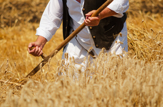 Old farmer harvesting wheat using scythe on a sunny summer day