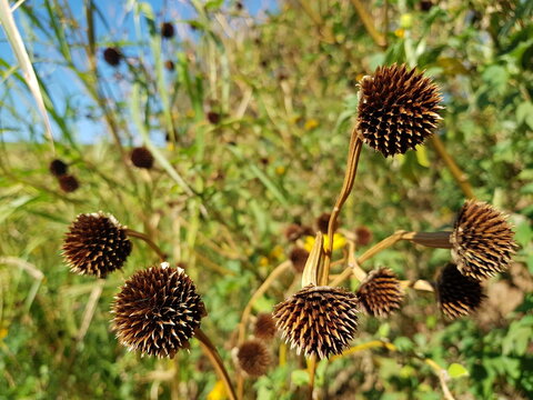 Tithonia diversifolia (Mexican sunflower, tree marigold) with dry, spiky, brown, and dry seed heads standing tall against a backdrop of green foliage and blue sky.