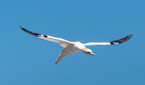 Northern gannet flying with fully spread wings against a clear blue sky at Bonaventure Island in Gaspesie, Quebec. Wild seabird in its natural habitat.
