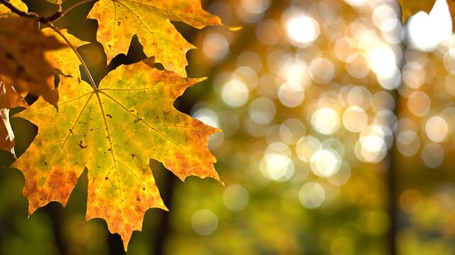 Close-up of vibrant golden yellow maple leaves illuminated by warm sunlight, set against a beautiful bright bokeh background in a forest.