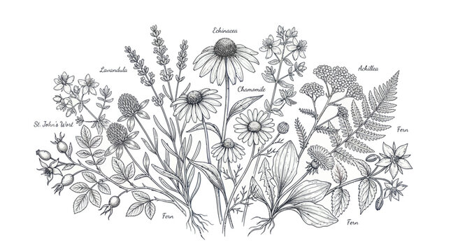 Botanical medicinal herb collection with echinacea and lavender