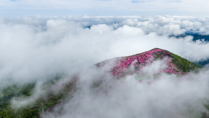 初夏の久住高原 ミヤマキリシマ群生地の空撮風景 © landscape photo