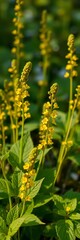 Obraz premium Dainty yellow blooms on slender stalks amidst lacy, deeply veined leaves, black and white, stems