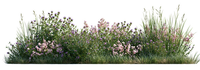 Obraz premium Blooming wildflowers and ornamental grasses on white background