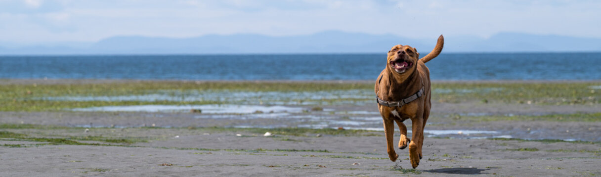 Happy smiling dog in a harness playing on the saltwater marine beach at low tide, Semiahmoo Bay, Pacific Northwest coast

