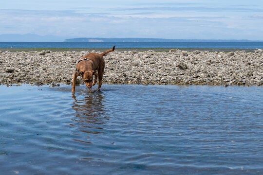 Curious dog in a harness exploring a large saltwater tidepool for marine animals at low tide, beach on Semiahmoo Bay, Pacific Northwest coast
