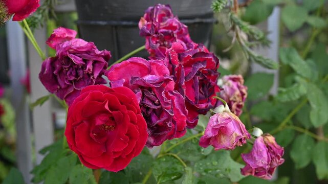 Red roses flower having sunburn damaged. Rose flowers get sunburned due to being exposed to too much sunlight which makes them vulnerable to fire.