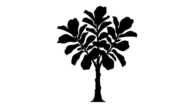 Silhouette of Fiddle Leaf Fig Tree Isolated on White Background
