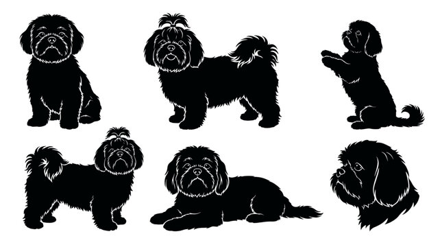 Black silhouette collection of cute shih tzu vector illustration featuring purebred pet dogs in various poses like sitting standing begging and lying isolated on white background.
