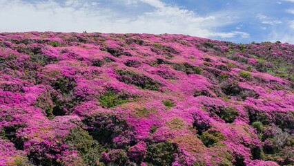 初夏の久住高原 ミヤマキリシマ群生地の空撮風景 © landscape photo