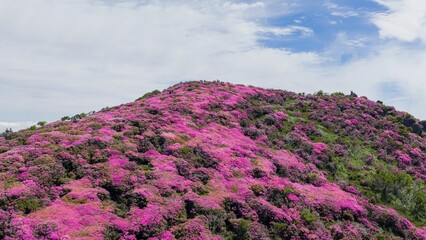 Obraz premium 初夏の久住高原 ミヤマキリシマ群生地の空撮風景