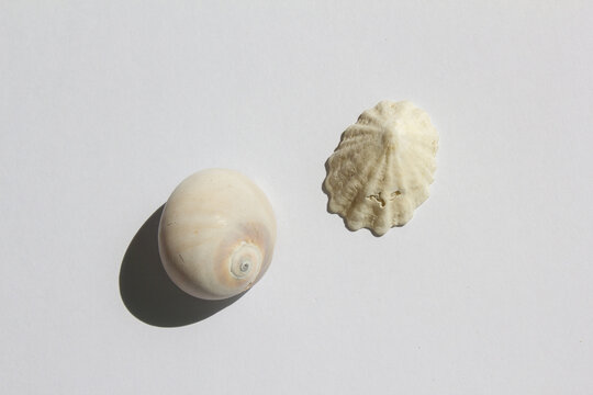 It is an empty barnacle shell.
