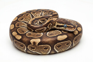 Fototapeta premium A beautiful royal python snake with blue eyes coiled up and isolated on a clean white background