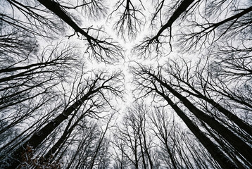 Naklejka premium Low angle view looking straight up through the bare intertwining branches of tall winter trees