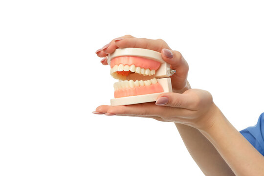 A person holds a dental model showing teeth, isolated, PNG