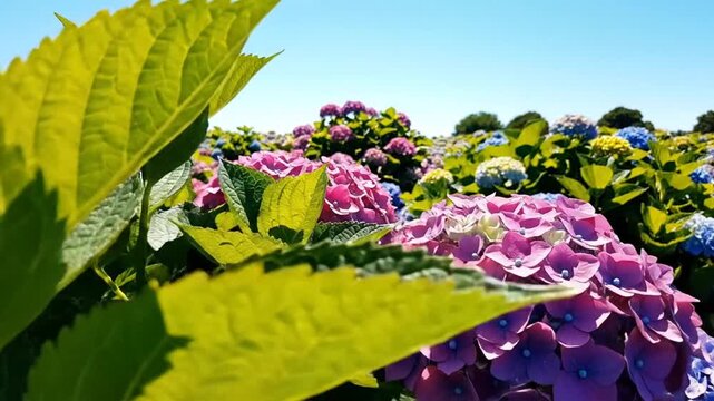 Vibrant purple and blue hydrangea flowers blooming in a sunny garden