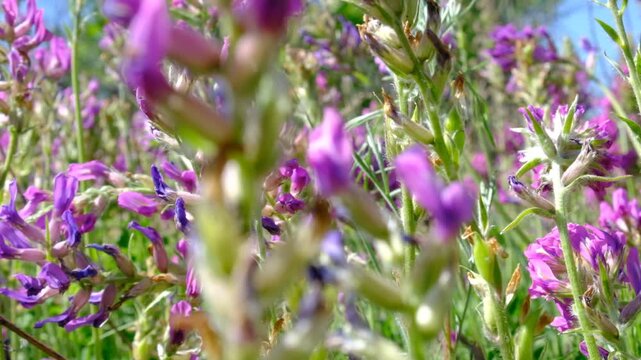 Field of alfalfa, delicate purple flowers. Known scientifically as Medicago sativa, used traditional medicine. Alfalfa has been used to support digestion, reduce inflammation