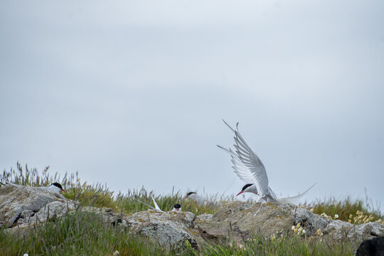 Arctic Tern Landing at Nest Colony