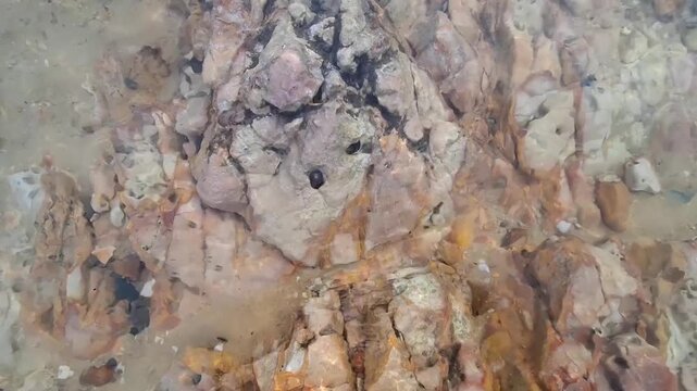 Close-up of a large textured rock formation with holes and barnacles sitting in crystal clear shallow coastal water.
