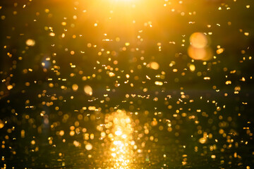 Damselfly Swarm at Sunset © Andrew