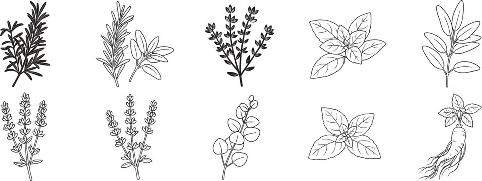 Culinary and Medicinal Herbs Hand Drawn Line Art Set with Rosemary Thyme Basil Lavender Eucalyptus and Ginseng for Organic Product Label Designs