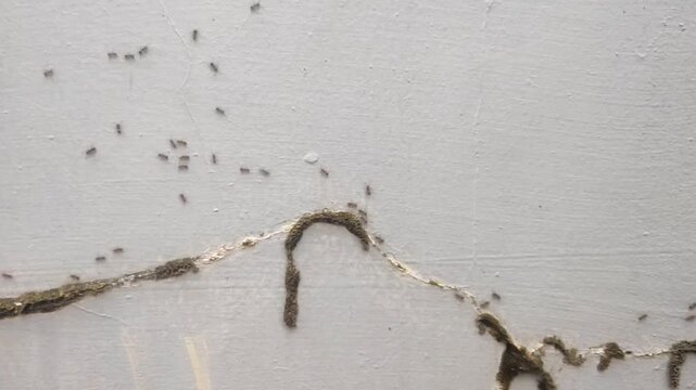 ant colony walking on the wall