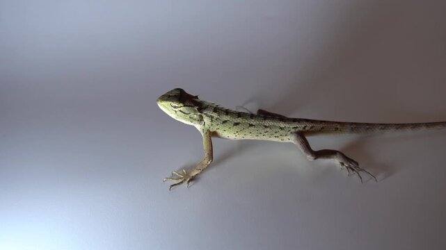 A garden chameleon runs across white paper