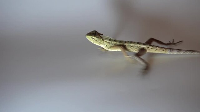 A garden chameleon runs across white paper