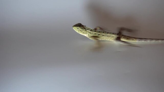 A garden chameleon runs across white paper