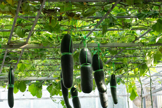 Winter melon plants growing on trellis in greenhouse