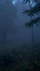 Fototapeta premium Misty Morning in Dark Forest