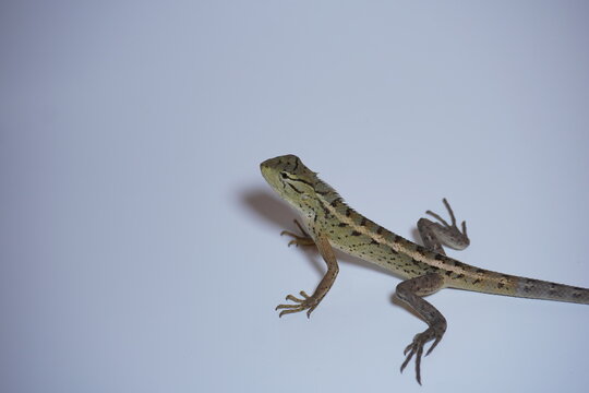 garden chameleon on white background