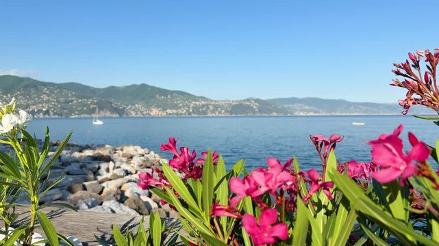 Pink Oleander Flowers Overlooking the Mediterranean Sea and Italian Coastline