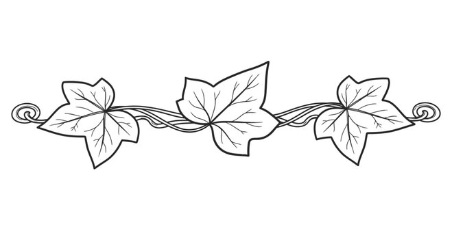 Illustration of Ivy Leaves and Vine.