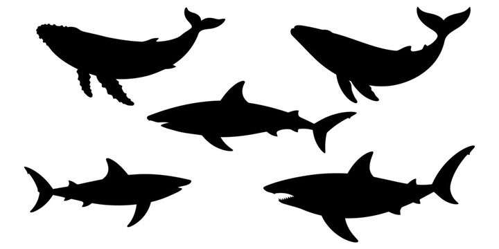 Set of silhouettes showing whales and sharks swimming Vector, illustration