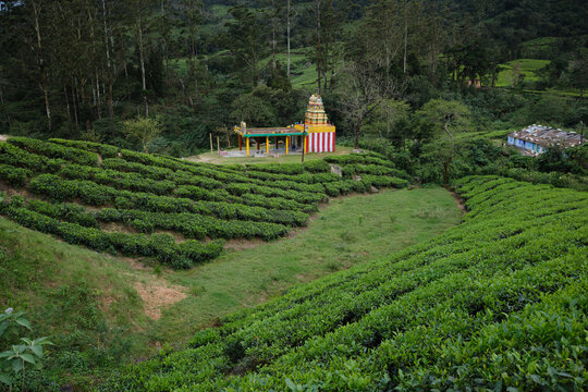 Vibrant green tea estates with a traditional colorful temple under a dramatic cloudy sky in Meghamalai hills.