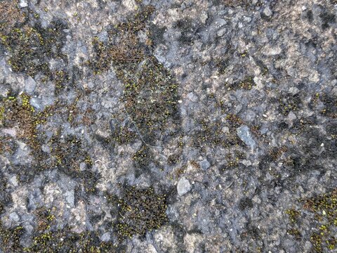 moss growing on rocks