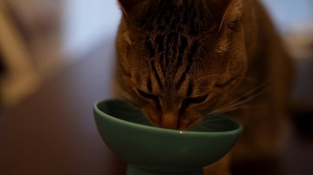 食事中のキジトラ猫
