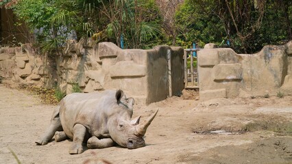 white rhino in the wild, sleeping rhinoceros on the ground in the sand areas, the big biggest rhino species in natural habitat © ElizabethGo